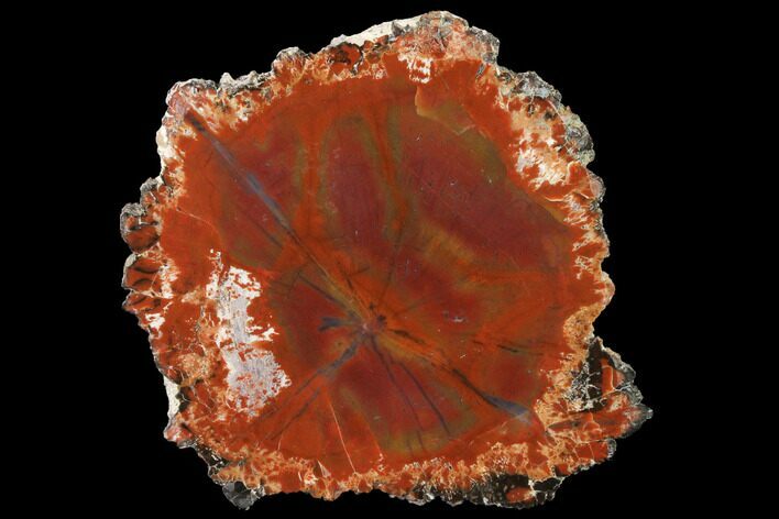 Polished Petrified Wood (Araucarioxylon) Slab - Arizona #141263